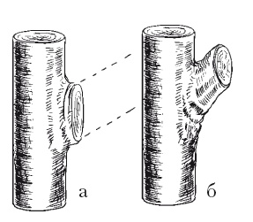 Иллюстрация к книге — Все об обрезке и прививке деревьев и кустарников [Autogen_eBook_id79.jpg]