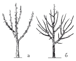 Иллюстрация к книге — Все об обрезке и прививке деревьев и кустарников [Autogen_eBook_id83.jpg]