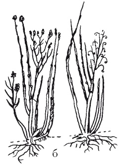 Иллюстрация к книге — Все об обрезке и прививке деревьев и кустарников [Autogen_eBook_id86.jpg]