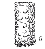 Иллюстрация к книге — Все об обрезке и прививке деревьев и кустарников [Autogen_eBook_id92.jpg]