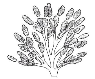 Иллюстрация к книге — Все об обрезке и прививке деревьев и кустарников [Autogen_eBook_id97.jpg]