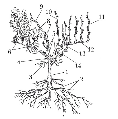 Иллюстрация к книге — Выращивание винограда [Autogen_eBook_id0.jpg]