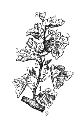 Иллюстрация к книге — Выращивание винограда [Autogen_eBook_id1.jpg]