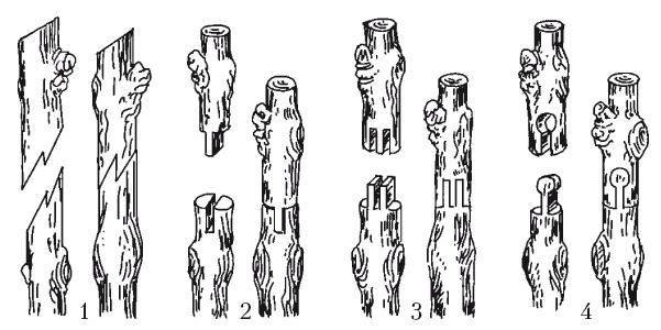 Иллюстрация к книге — Выращивание винограда [Autogen_eBook_id11.jpg]
