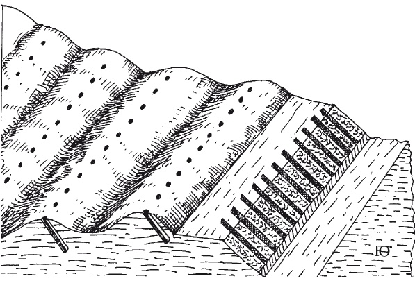 Иллюстрация к книге — Выращивание винограда [Autogen_eBook_id12.jpg]