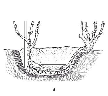 Иллюстрация к книге — Выращивание винограда [Autogen_eBook_id14.jpg]