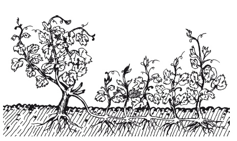 Иллюстрация к книге — Выращивание винограда [Autogen_eBook_id16.jpg]