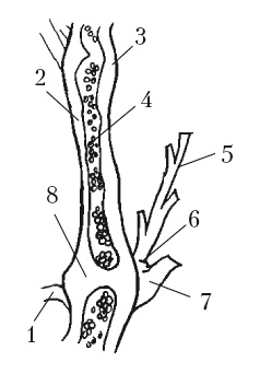 Иллюстрация к книге — Выращивание винограда [Autogen_eBook_id2.jpg]