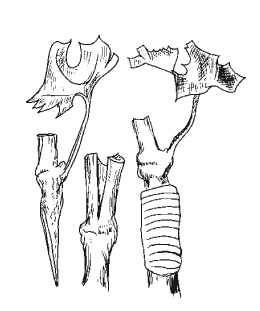 Иллюстрация к книге — Выращивание винограда [Autogen_eBook_id21.jpg]