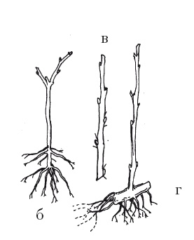 Иллюстрация к книге — Выращивание винограда [Autogen_eBook_id28.jpg]