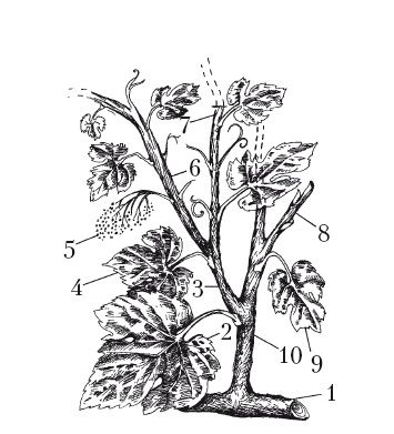 Иллюстрация к книге — Выращивание винограда [Autogen_eBook_id3.jpg]