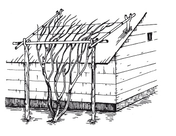 Иллюстрация к книге — Выращивание винограда [Autogen_eBook_id35.jpg]