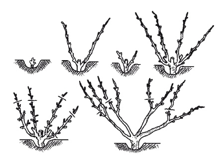 Иллюстрация к книге — Выращивание винограда [Autogen_eBook_id36.jpg]