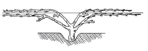 Иллюстрация к книге — Выращивание винограда [Autogen_eBook_id37.jpg]