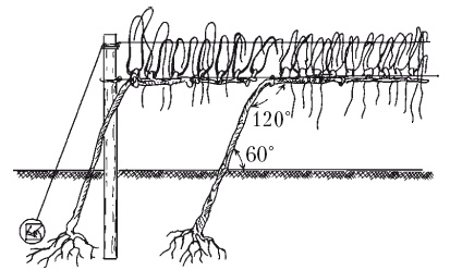 Иллюстрация к книге — Выращивание винограда [Autogen_eBook_id42.jpg]