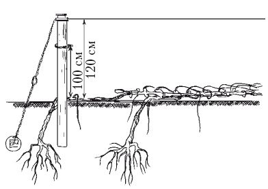 Иллюстрация к книге — Выращивание винограда [Autogen_eBook_id43.jpg]