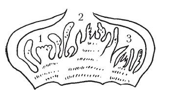 Иллюстрация к книге — Выращивание винограда [Autogen_eBook_id5.jpg]