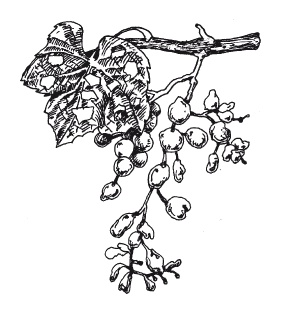 Иллюстрация к книге — Выращивание винограда [Autogen_eBook_id50.jpg]