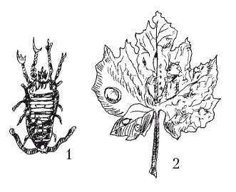 Иллюстрация к книге — Выращивание винограда [Autogen_eBook_id51.jpg]