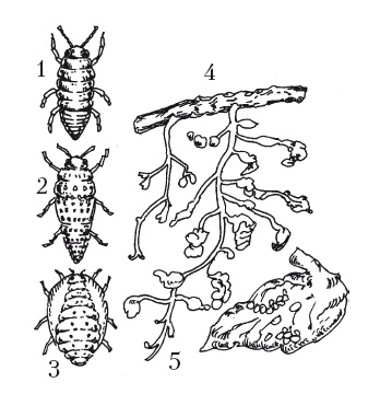 Иллюстрация к книге — Выращивание винограда [Autogen_eBook_id52.jpg]