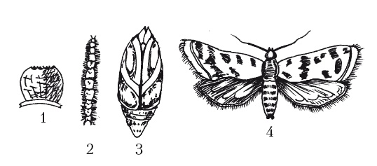 Иллюстрация к книге — Выращивание винограда [Autogen_eBook_id53.jpg]