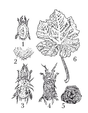 Иллюстрация к книге — Выращивание винограда [Autogen_eBook_id54.jpg]