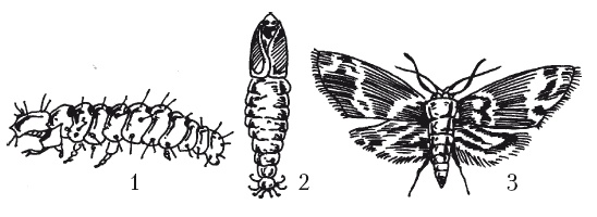 Иллюстрация к книге — Выращивание винограда [Autogen_eBook_id56.jpg]