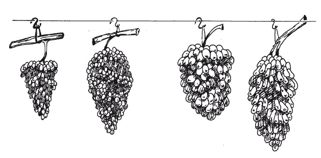 Иллюстрация к книге — Выращивание винограда [Autogen_eBook_id57.jpg]
