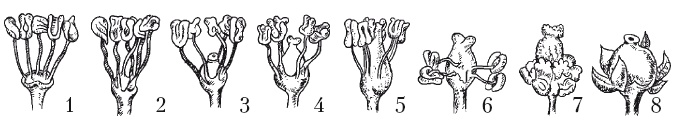 Иллюстрация к книге — Выращивание винограда [Autogen_eBook_id7.jpg]