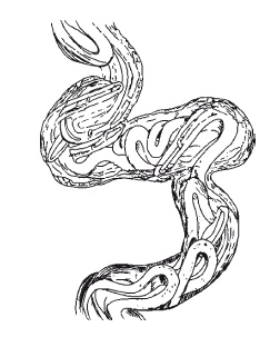 Иллюстрация к книге — Дождевые черви для повышения урожая [Autogen_eBook_id1.jpg]