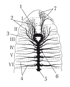 Иллюстрация к книге — Дождевые черви для повышения урожая [Autogen_eBook_id13.jpg]