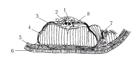 Иллюстрация к книге — Дождевые черви для повышения урожая [Autogen_eBook_id14.jpg]