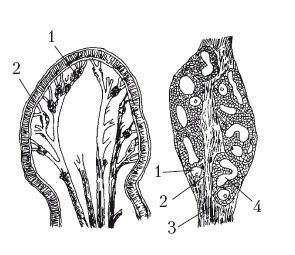 Иллюстрация к книге — Дождевые черви для повышения урожая [Autogen_eBook_id17.jpg]