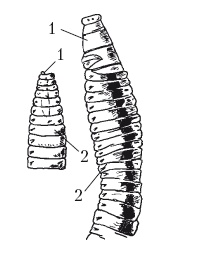 Иллюстрация к книге — Дождевые черви для повышения урожая [Autogen_eBook_id53.jpg]