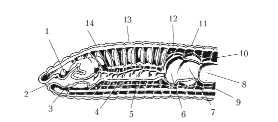 Иллюстрация к книге — Дождевые черви для повышения урожая [Autogen_eBook_id6.jpg]
