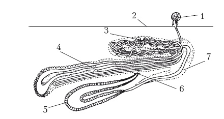 Иллюстрация к книге — Дождевые черви для повышения урожая [Autogen_eBook_id8.jpg]