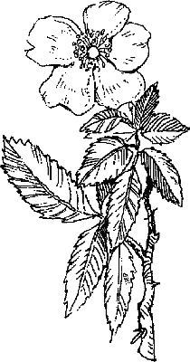 Иллюстрация к книге — Варикозное расширение вен. Лечение традиционными и нетрадиционными методами [_08.jpg]