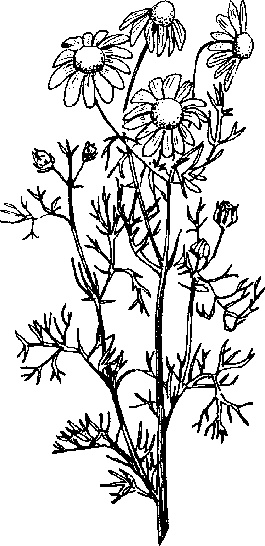 Иллюстрация к книге — Варикозное расширение вен. Лечение традиционными и нетрадиционными методами [_10.jpg]