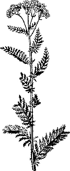 Иллюстрация к книге — Варикозное расширение вен. Лечение традиционными и нетрадиционными методами [_12.jpg]