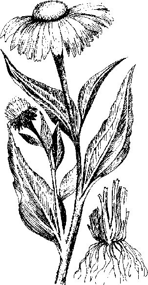 Иллюстрация к книге — Варикозное расширение вен. Лечение традиционными и нетрадиционными методами [_13.jpg]