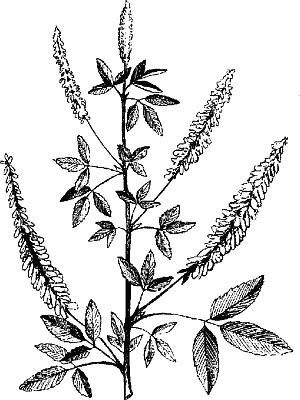 Иллюстрация к книге — Варикозное расширение вен. Лечение традиционными и нетрадиционными методами [_14.jpg]