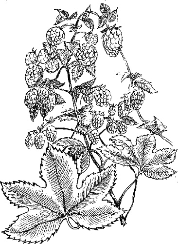 Иллюстрация к книге — Варикозное расширение вен. Лечение традиционными и нетрадиционными методами [_15.jpg]