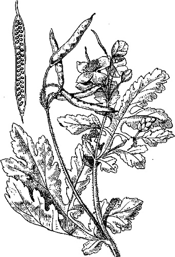 Иллюстрация к книге — Варикозное расширение вен. Лечение традиционными и нетрадиционными методами [_17.jpg]