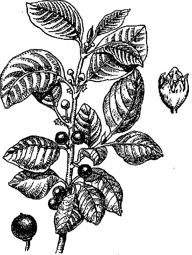 Иллюстрация к книге — Варикозное расширение вен. Лечение традиционными и нетрадиционными методами [_20.jpg]