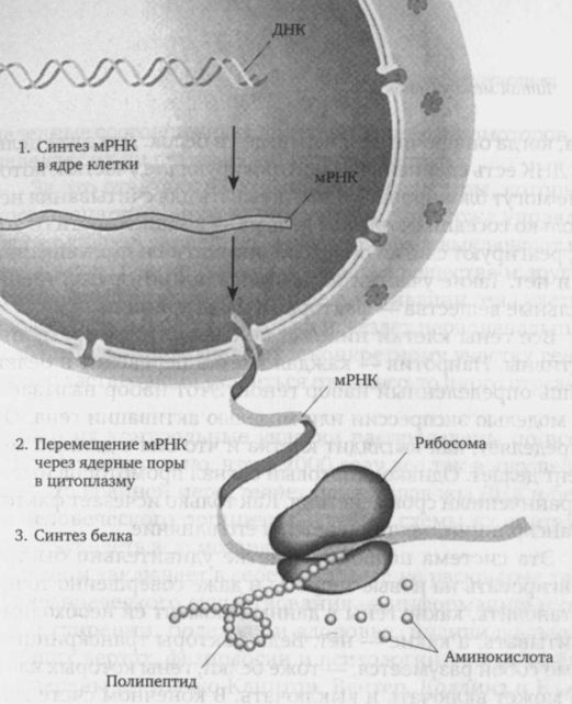 Иллюстрация к книге — Читая между строк ДНК. Второй код нашей жизни, или Книга, которую нужно прочитать всем [i_001.jpg]