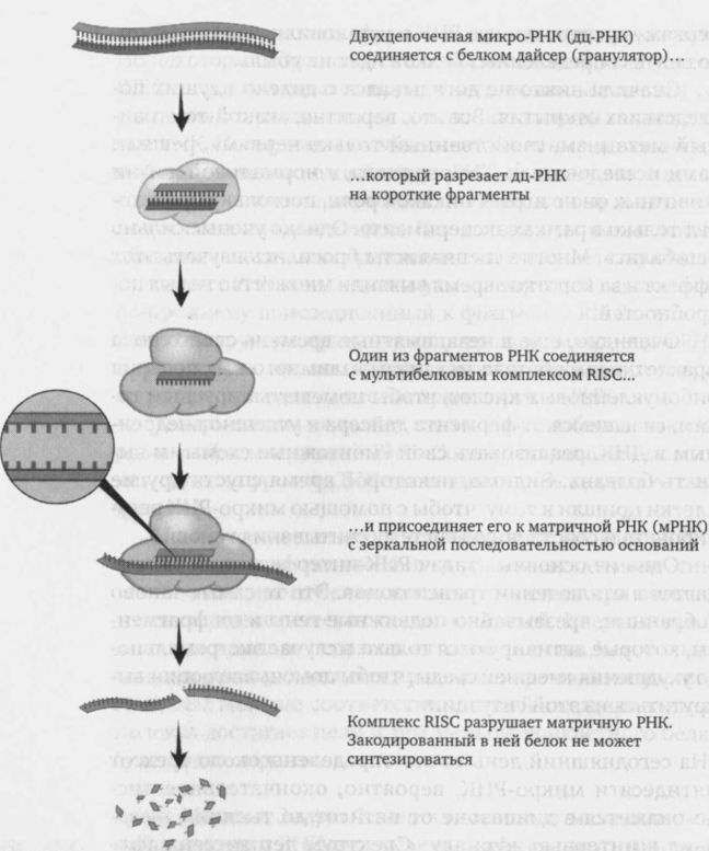 Иллюстрация к книге — Читая между строк ДНК. Второй код нашей жизни, или Книга, которую нужно прочитать всем [i_004.jpg]