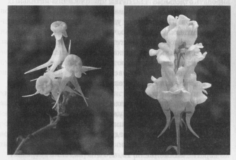 Иллюстрация к книге — Читая между строк ДНК. Второй код нашей жизни, или Книга, которую нужно прочитать всем [i_011.jpg]