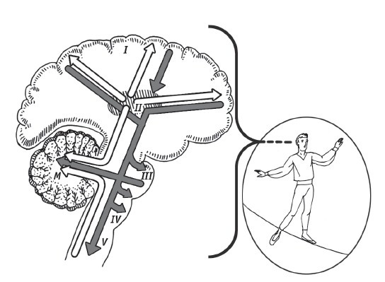 Иллюстрация к книге — Скрытые возможности нашего мозга [i_001.jpg]