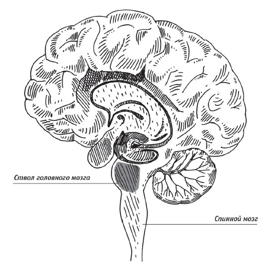 Иллюстрация к книге — Скрытые возможности нашего мозга [i_002.jpg]