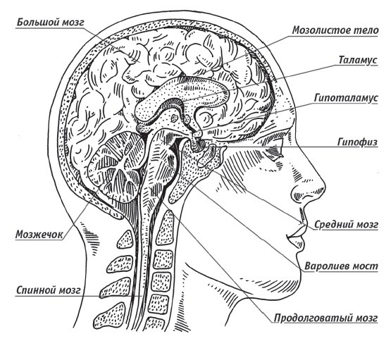 Иллюстрация к книге — Скрытые возможности нашего мозга [i_003.jpg]